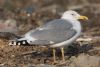 Herring Gull at Private site with no public access (Steve Arlow) (53218 bytes)